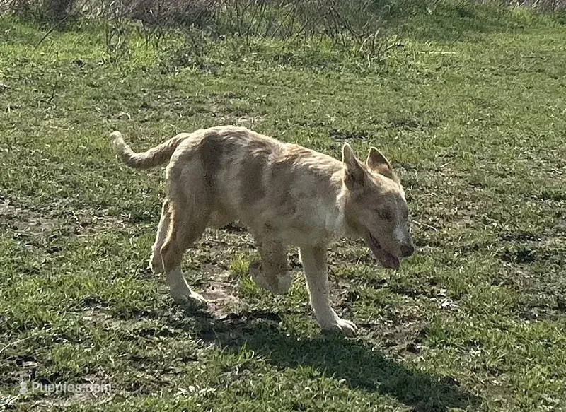 Sarah , a female Border Collie for sale in Stephenville, TX – Photo 1 of 10