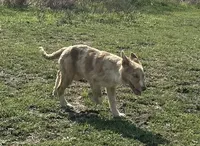 Sarah , a female Border Collie for sale in Stephenville, TX – Photo 1 of 10