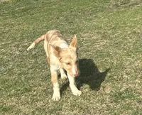Sarah , a female Border Collie for sale in Stephenville, TX – Photo 9 of 10