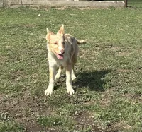 Sarah , a female Border Collie for sale in Stephenville, TX – Photo 7 of 10