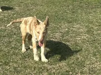 Sarah , a female Border Collie for sale in Stephenville, TX – Photo 8 of 10