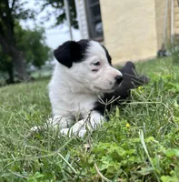 Annie , a female Border Collie for sale in Stephenville, TX – Photo 4 of 10