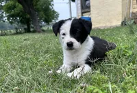 Annie , a female Border Collie for sale in Stephenville, TX – Photo 6 of 10