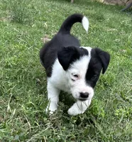 Annie , a female Border Collie for sale in Stephenville, TX – Photo 8 of 10