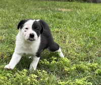 Annie , a female Border Collie for sale in Stephenville, TX – Photo 7 of 10