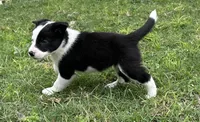 Annie , a female Border Collie for sale in Stephenville, TX – Photo 3 of 10