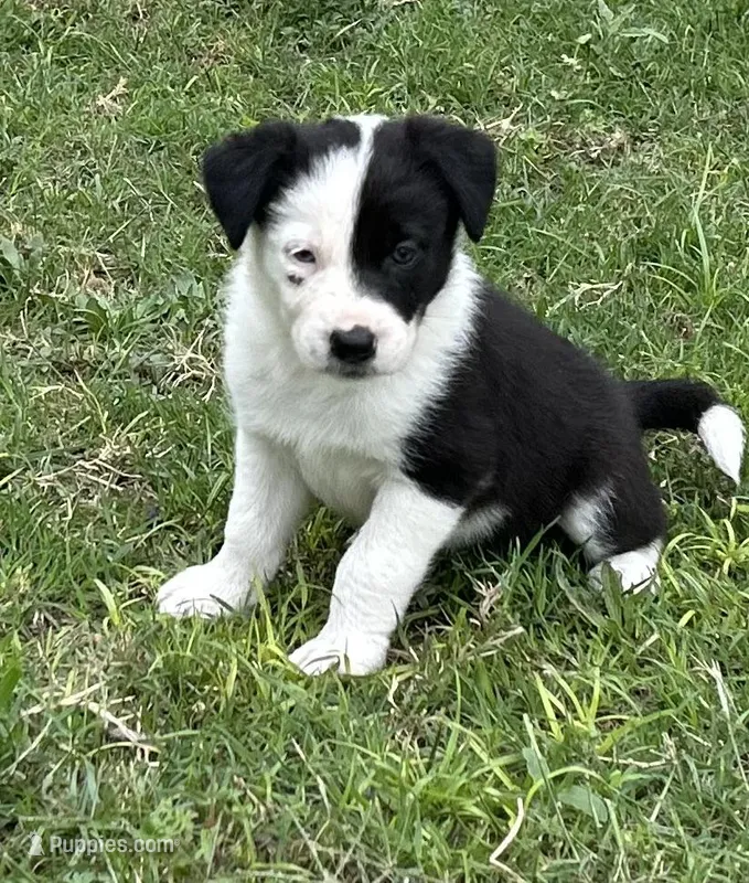 Annie , a female Border Collie for sale in Stephenville, TX – Photo 1 of 10