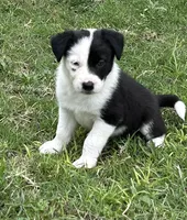 Annie , a female Border Collie for sale in Stephenville, TX – Photo 1 of 10