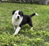Annie , a female Border Collie for sale in Stephenville, TX – Photo 9 of 10