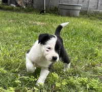 Annie , a female Border Collie for sale in Stephenville, TX – Photo 2 of 10