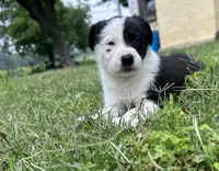 Annie , a female Border Collie for sale in Stephenville, TX – Photo 5 of 10