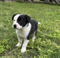 Annie , a female Border Collie for sale in Stephenville, TX – Photo 10 of 10