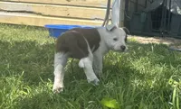 Oakley, a female Border Collie for sale in Stephenville, TX – 10 of 10