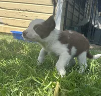 Oakley, a female Border Collie for sale in Stephenville, TX – 8 of 10