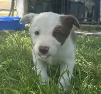 Oakley, a female Border Collie for sale in Stephenville, TX – 4 of 10
