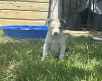 Oakley, a female Border Collie for sale in Stephenville, TX – 2 of 10