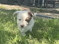 Oakley, a female Border Collie for sale in Stephenville, TX – 5 of 10