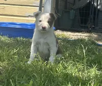 Oakley, a female Border Collie for sale in Stephenville, TX – 3 of 10