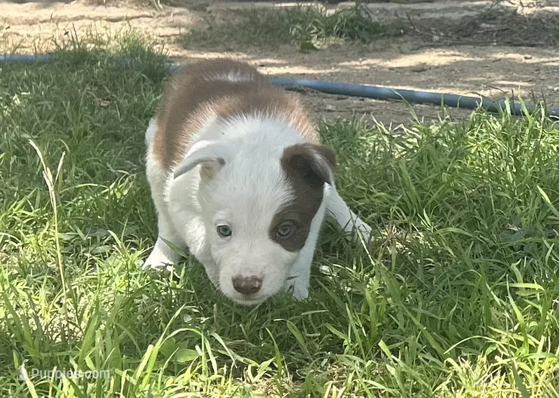 Oakley – Border Collie puppy for sale in Stephenville, TX