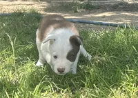Oakley, a female Border Collie for sale in Stephenville, TX – 1 of 10