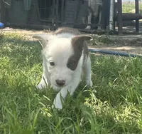 Oakley, a female Border Collie for sale in Stephenville, TX – 7 of 10