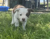 Oakley, a female Border Collie for sale in Stephenville, TX – 6 of 10