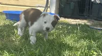 Oakley, a female Border Collie for sale in Stephenville, TX – 9 of 10