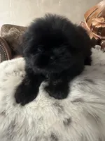 Bonnie, a female Shih Tzu for sale in Downey, CA – Photo 3 of 4