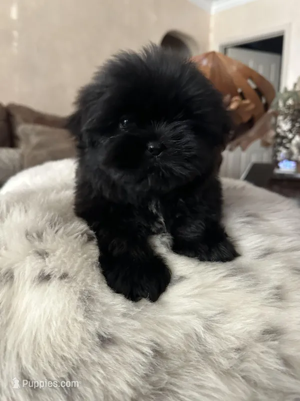 Smoky – Shih Tzu puppy for sale in Downey, CA