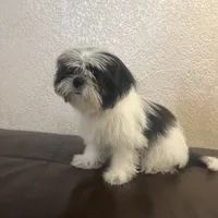 Belka, a male Shih Tzu for sale in Downey, CA – Photo 8 of 10