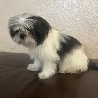 Belka, a male Shih Tzu for sale in Downey, CA – Photo 10 of 10