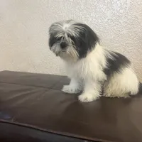 Belka, a male Shih Tzu for sale in Downey, CA – Photo 7 of 10