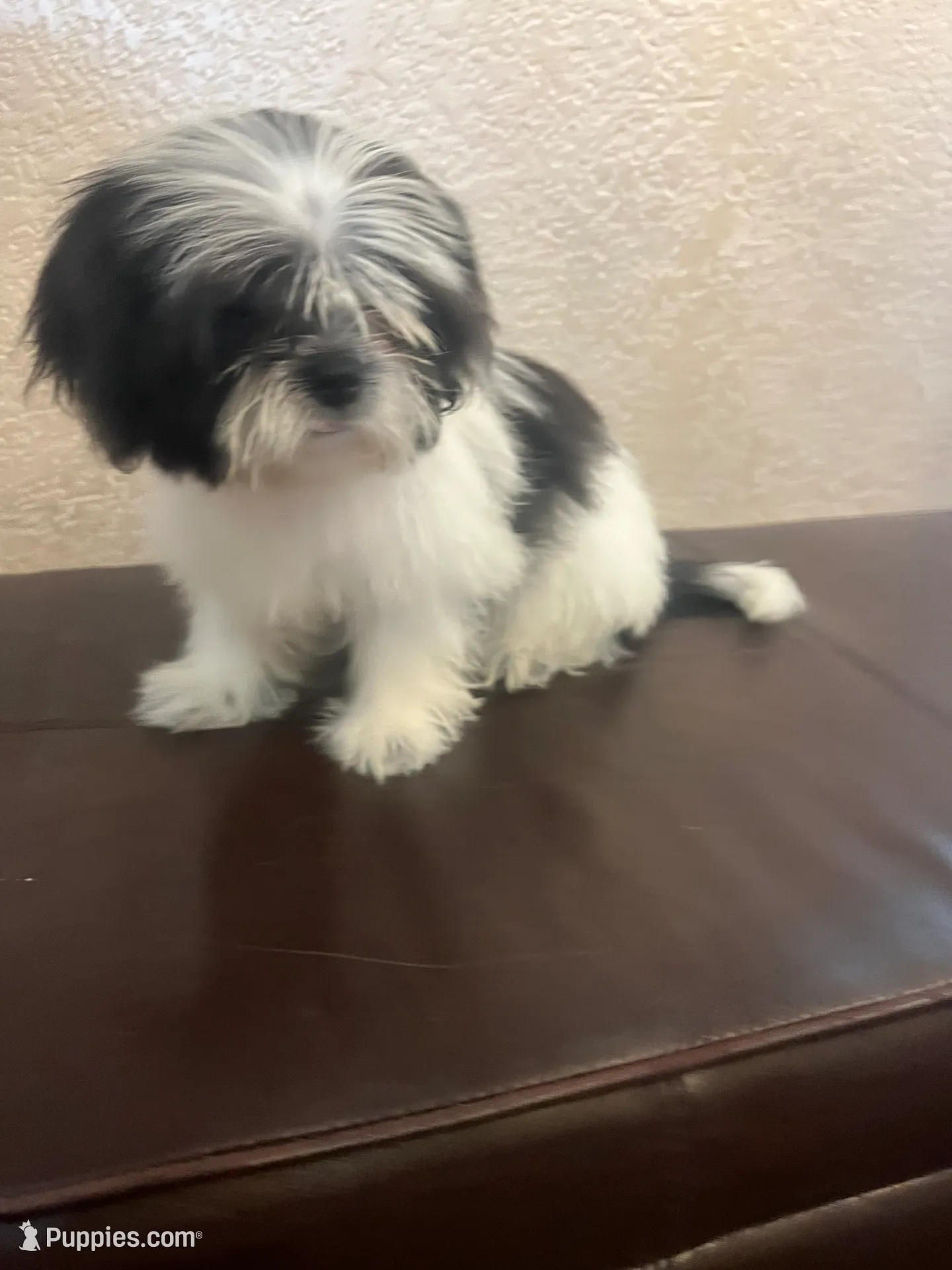 Belka – Shih Tzu puppy for sale in Downey, CA