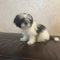 Belka, a male Shih Tzu for sale in Downey, CA – Photo 5 of 10