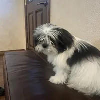 Belka, a male Shih Tzu for sale in Downey, CA – Photo 6 of 10