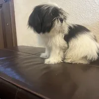 Belka, a male Shih Tzu for sale in Downey, CA – Photo 3 of 10