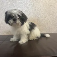 Belka, a male Shih Tzu for sale in Downey, CA – Photo 4 of 10