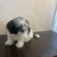 Belka, a male Shih Tzu for sale in Downey, CA – Photo 2 of 10