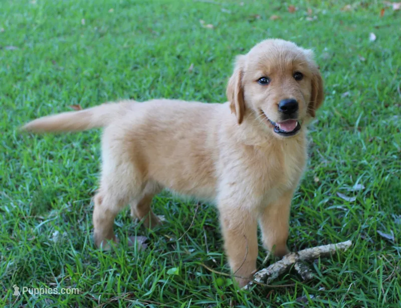 Orange Boy 1 – Golden Retriever puppy for sale in Montezuma, GA