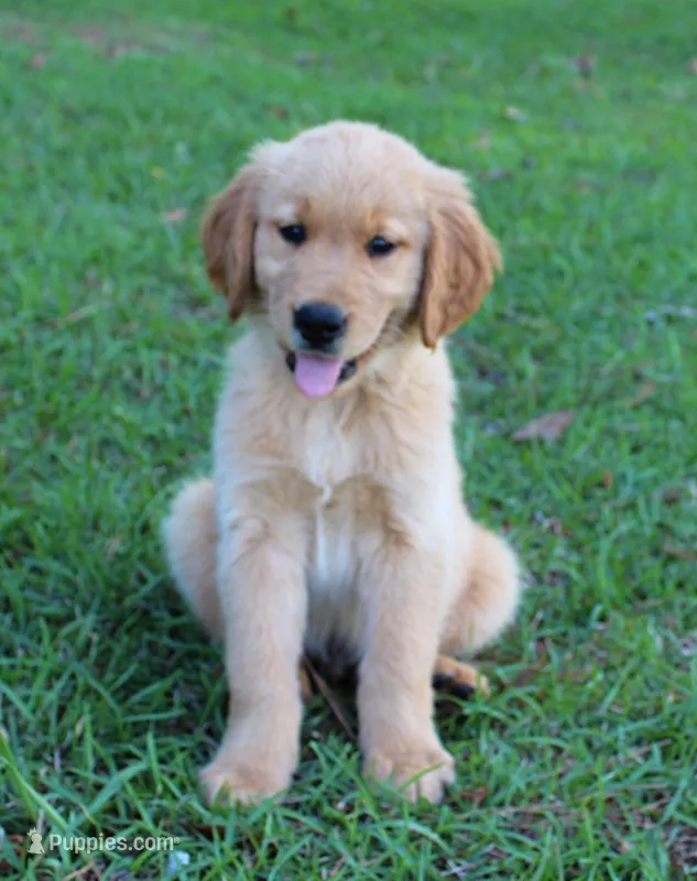 Orange Boy 1 – Golden Retriever puppy for sale in Montezuma, GA