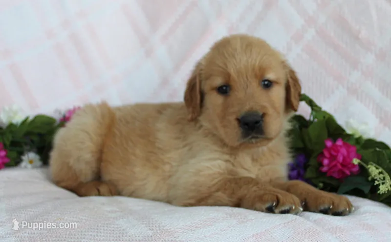 Orange Boy 1 – Golden Retriever puppy for sale in Montezuma, GA