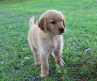 Orange Boy 1, a male Golden Retriever for sale in Montezuma, GA – 2 of 6