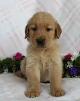 Orange Boy 1, a male Golden Retriever for sale in Montezuma, GA – Photo 3 of 4