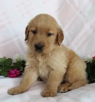 Orange Boy 1, a male Golden Retriever for sale in Montezuma, GA – Photo 2 of 4