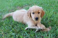 Orange Boy 1, a male Golden Retriever for sale in Montezuma, GA – 4 of 6