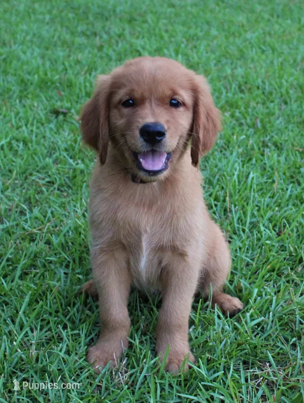 Brown Girl 2 – Golden Retriever puppy for sale in Montezuma, GA