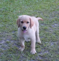 Red Boy 2, a male Golden Retriever for sale in Montezuma, GA – 3 of 6