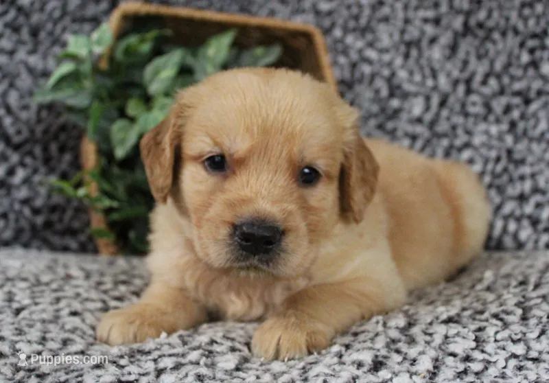 Red Boy 2 – Golden Retriever puppy for sale in Montezuma, GA