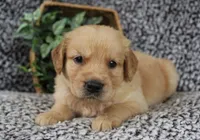 Red Boy 2, a male Golden Retriever for sale in Montezuma, GA – 1 of 4