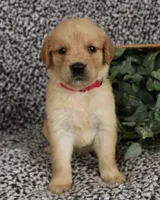 Pink Girl 2, a female Golden Retriever for sale in Montezuma, GA – 2 of 4